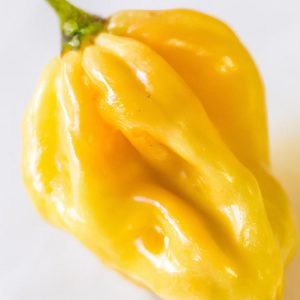 habanero skala scoville'a