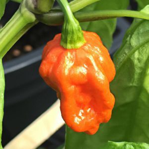 Papryka Carolina Reaper – piekielna bestia w kuchni!